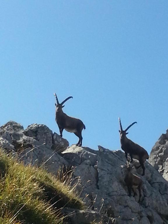 Haus Adrian Lägenhet Wald am Arlberg Exteriör bild